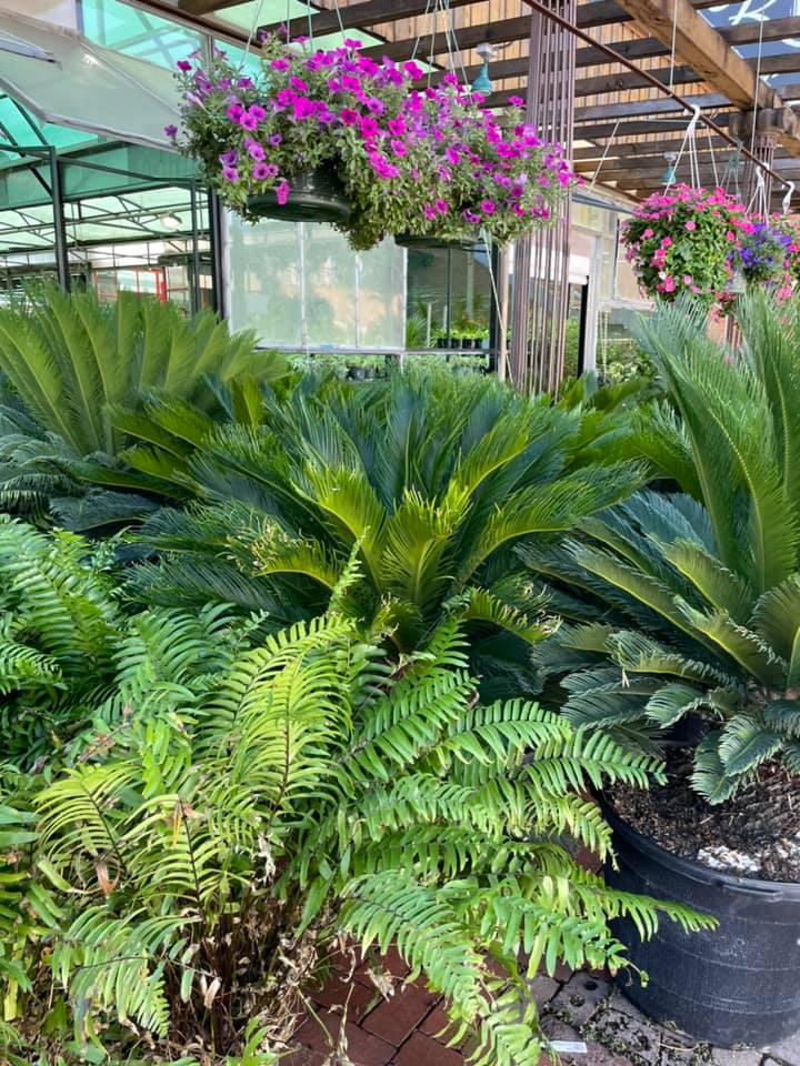 Plants sitting outside Ruibal's in Dallas, Texas